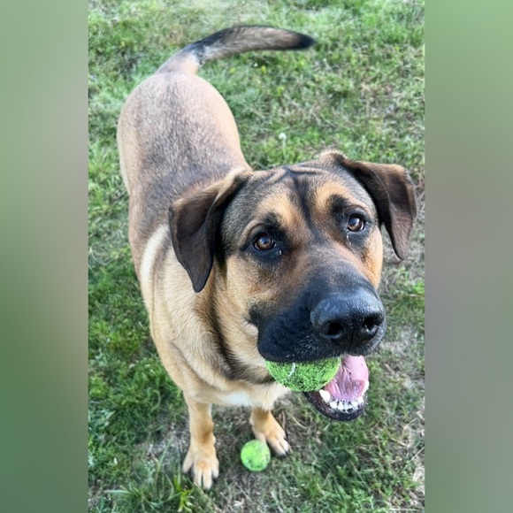 Meet your Posher, Averill - Picture 7 of 8